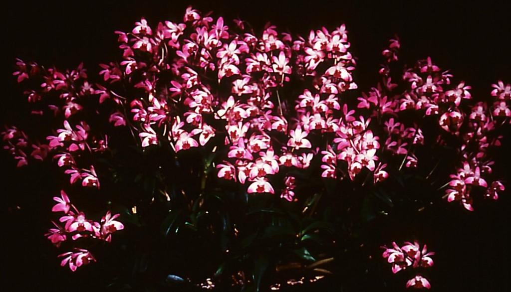 Dendrobium kingianum var. pulcherrimum - ACC/AOC