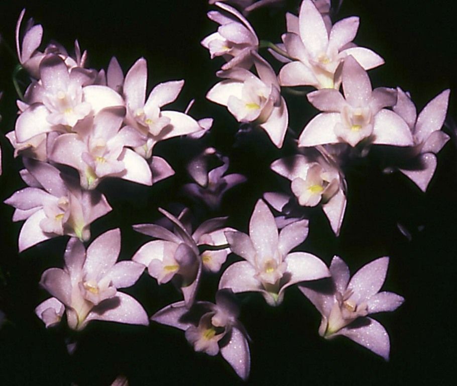 Dendrobium kingianum