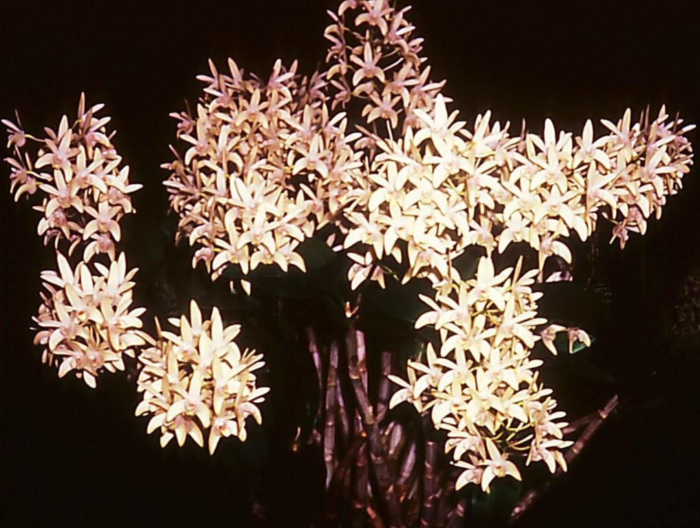 Dendrobium Jesmond Gem - ACC/AOC