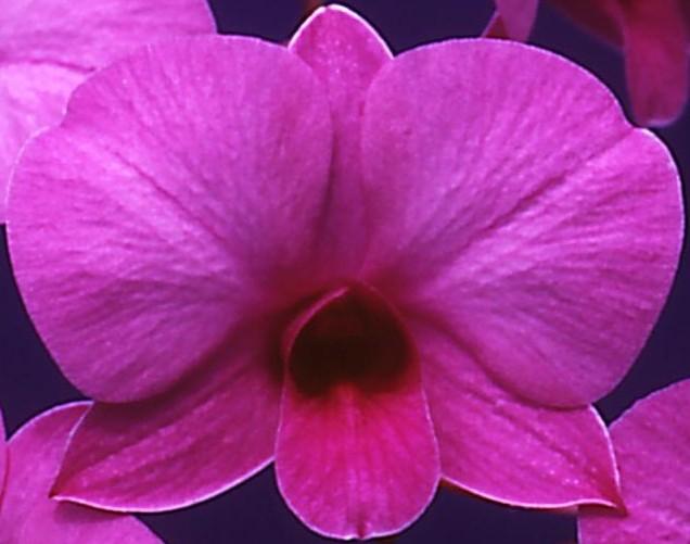 Dendrobium bigibbum var. compactum - HCC/AOC