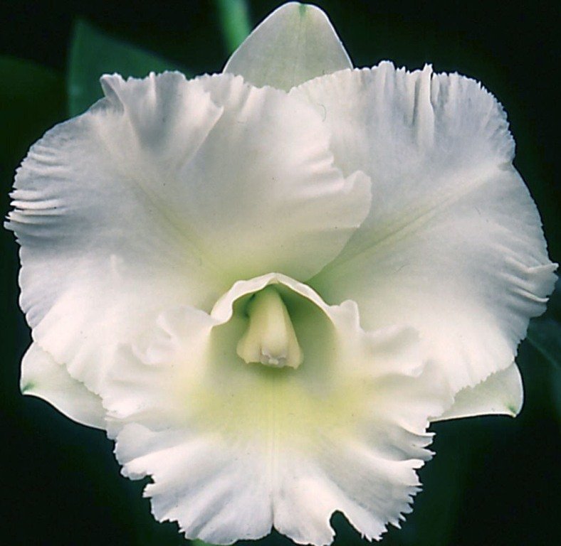Rlc Island Charm