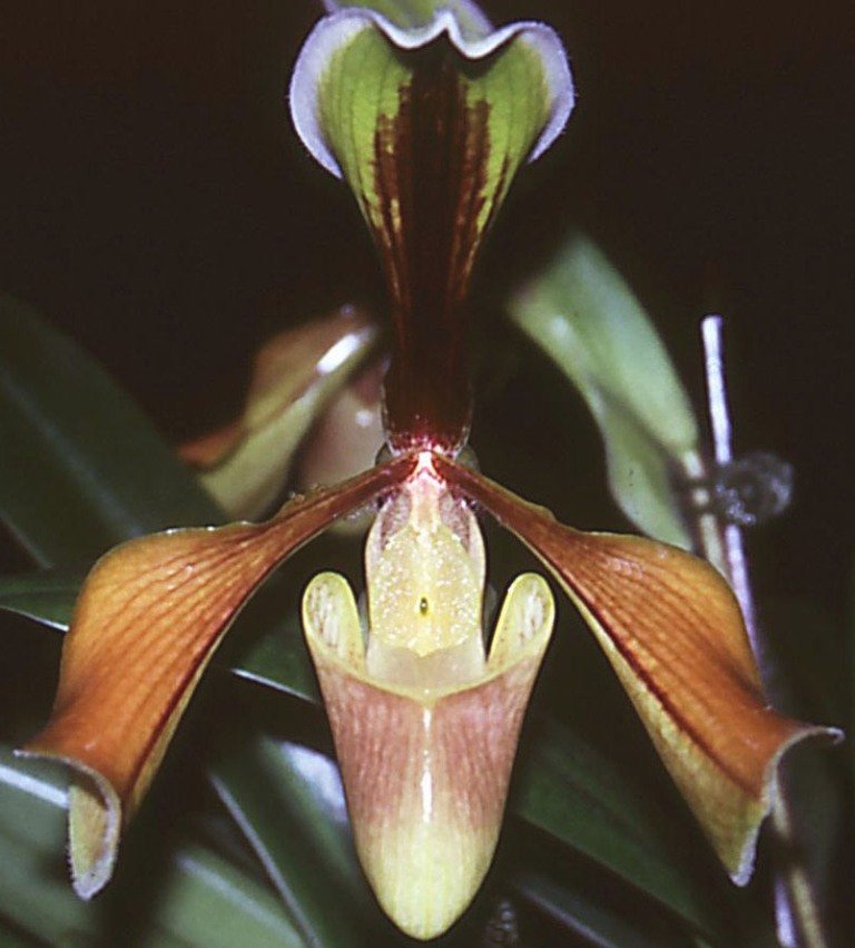 Paphiopedilum villosum