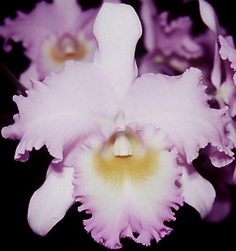 Rlc Princess Teresa