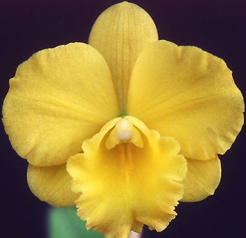 Rhyncattleanthe Atomic Glow - HCC/AOC