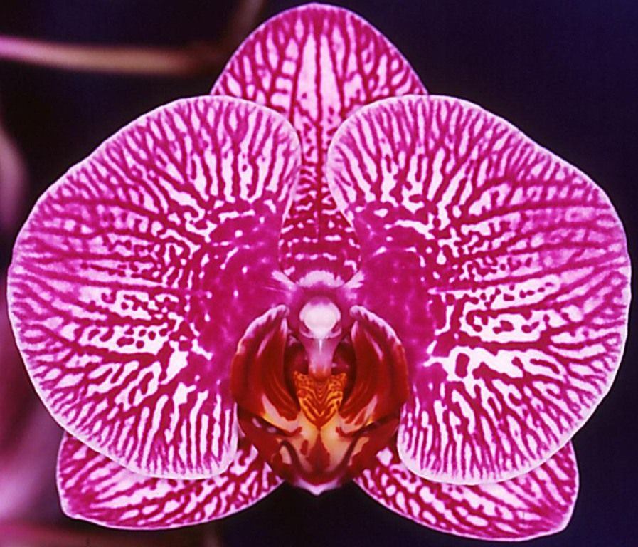 Phal Sunlands Spring