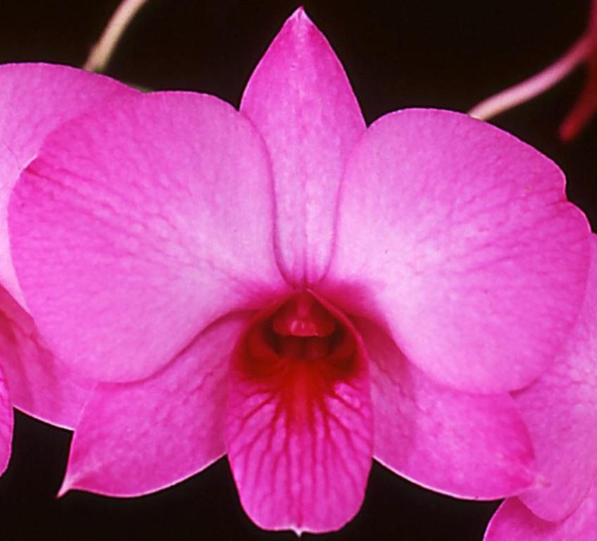 Dendrobium bigibbum var. compactum - AM/AOC
