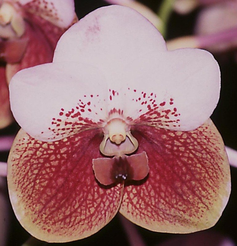 Vanda sanderiana - AM/AOC