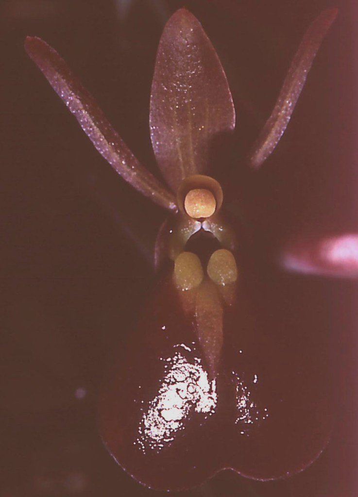 Epidendrum peperomia - HCC/AOC