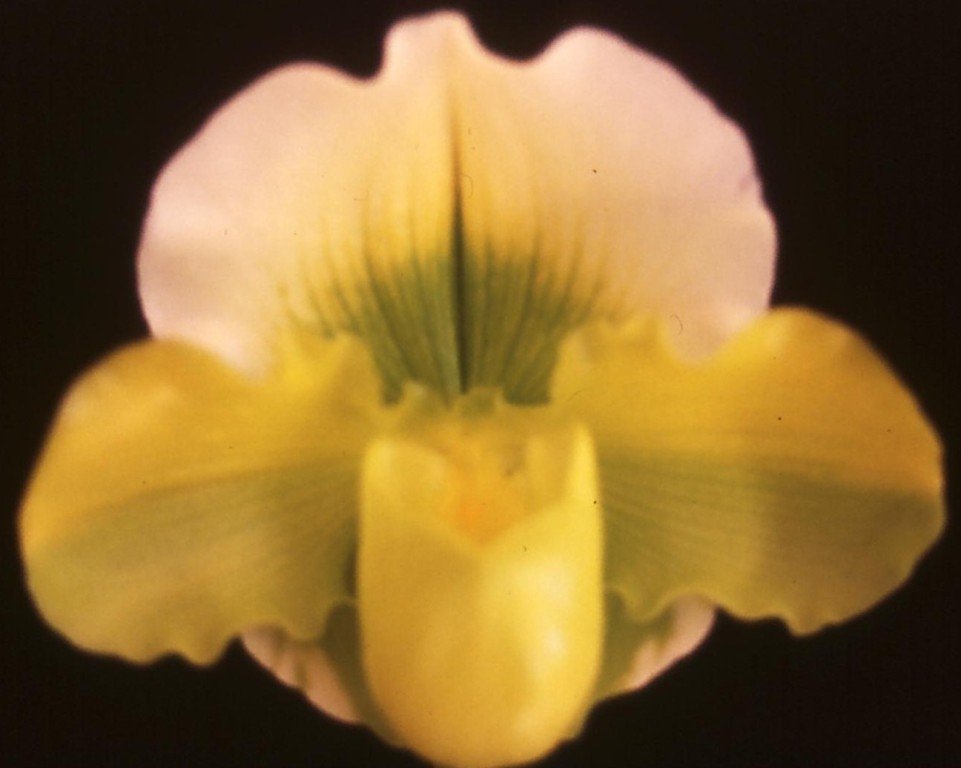 Paphiopedilum Magic Oro