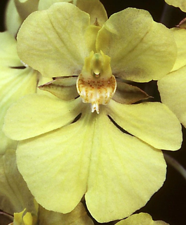 Zelenkoa onusta - HCC/AOC