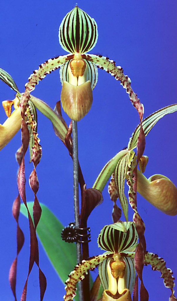 Paphiopedilum Michael Koopowitz - AM/AOC