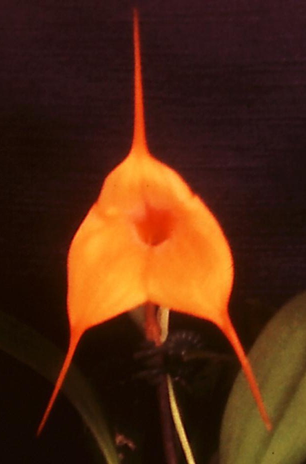 Masdevallia Peach Fuzz