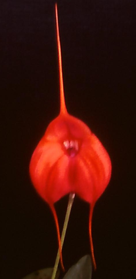 Masdevallia Isbern