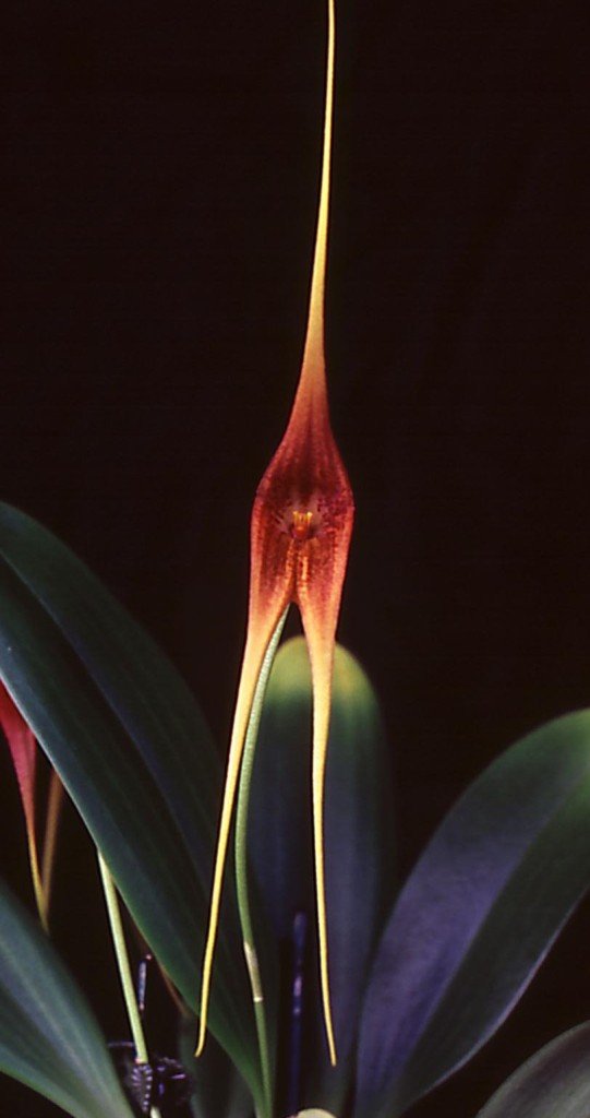 Masdevallia macrura - HCC/AOC