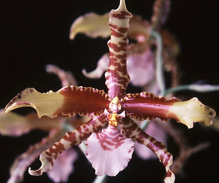 Rossioglossum grande