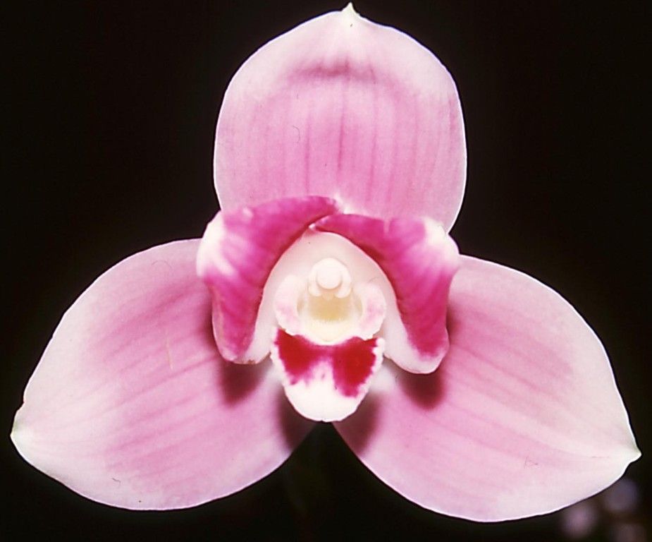 Lyc Abou First Spring