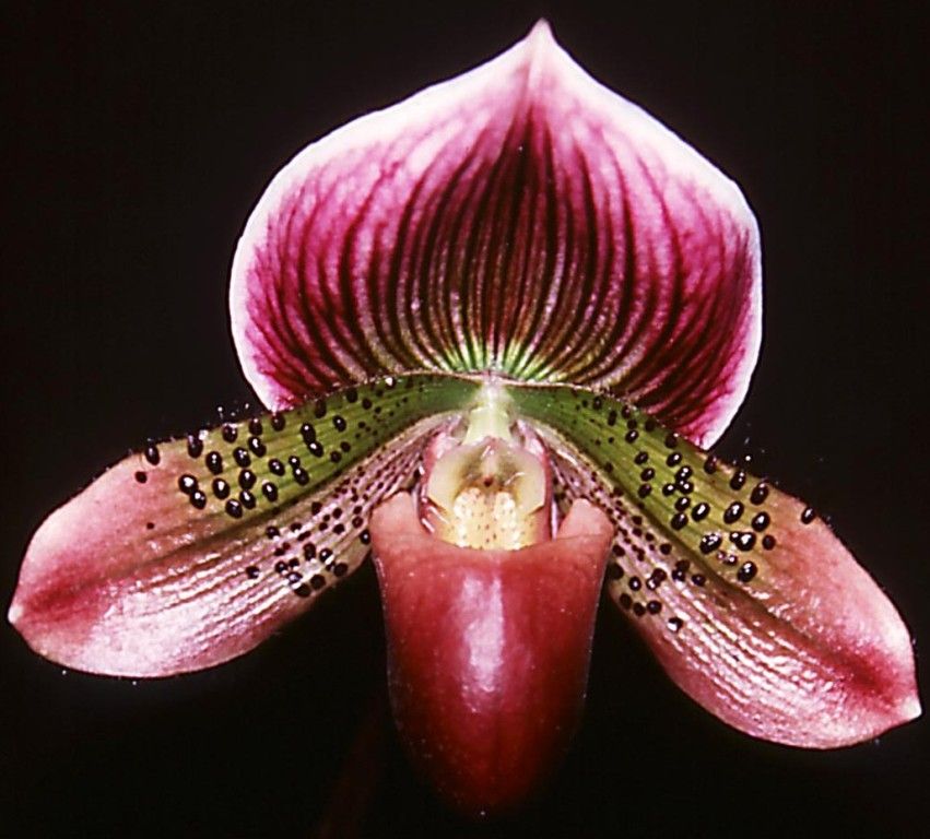 Paph James Watson
