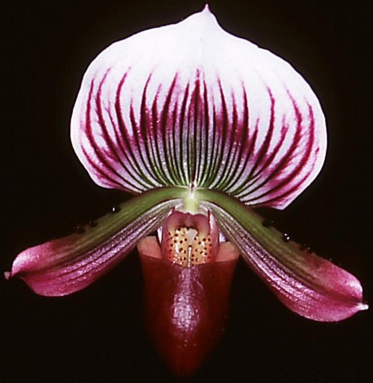 Paph Maudiae