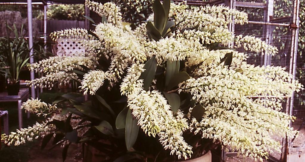 Dendrobium speciosum var. hillii