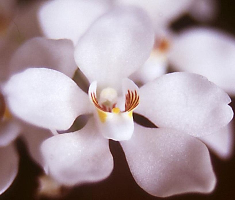 Sarcochilus falcatus