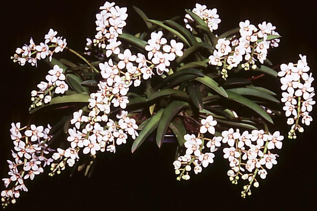 Sarcochilus hartmannii