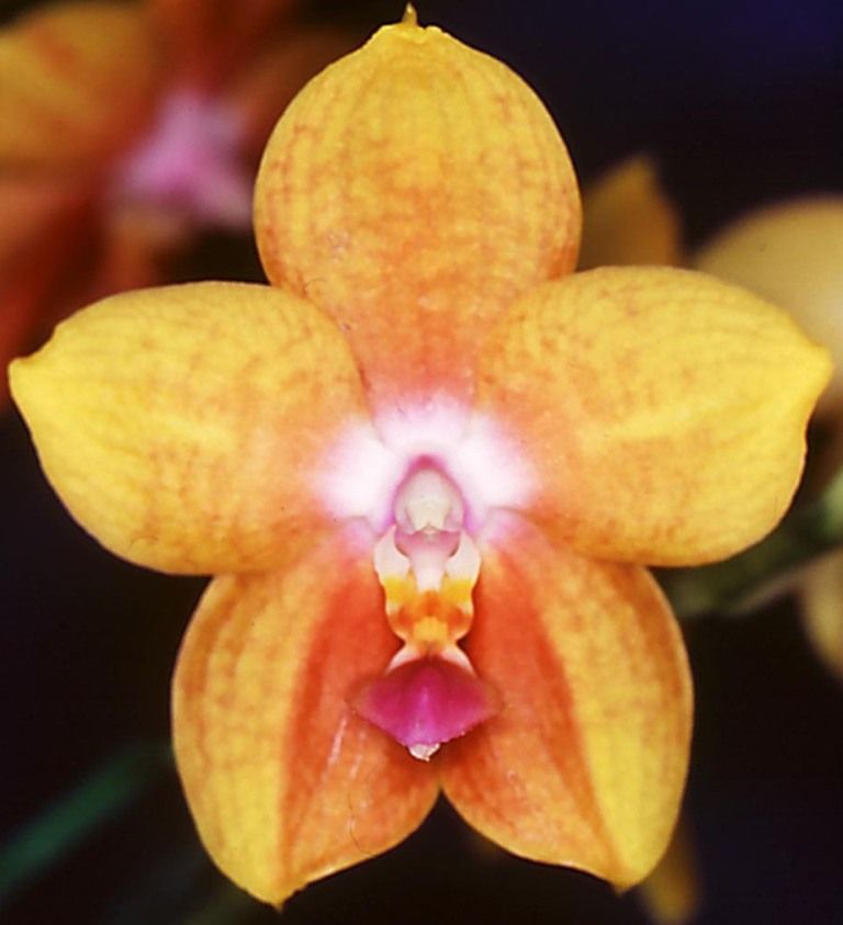 Phal Zuma Aussie Delight