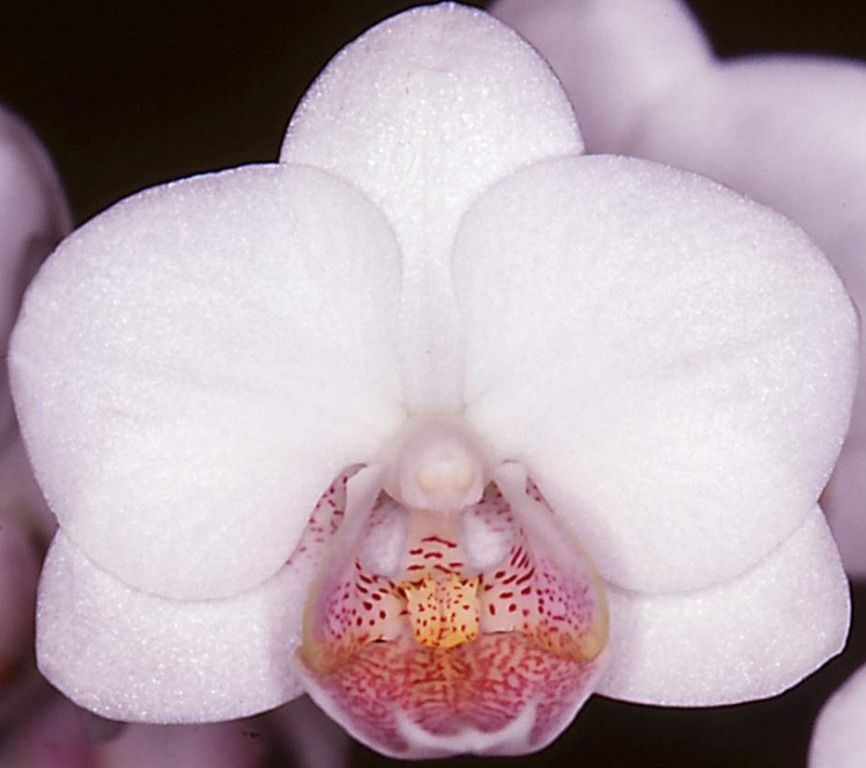 Vdnps Sunlands Winter Shower