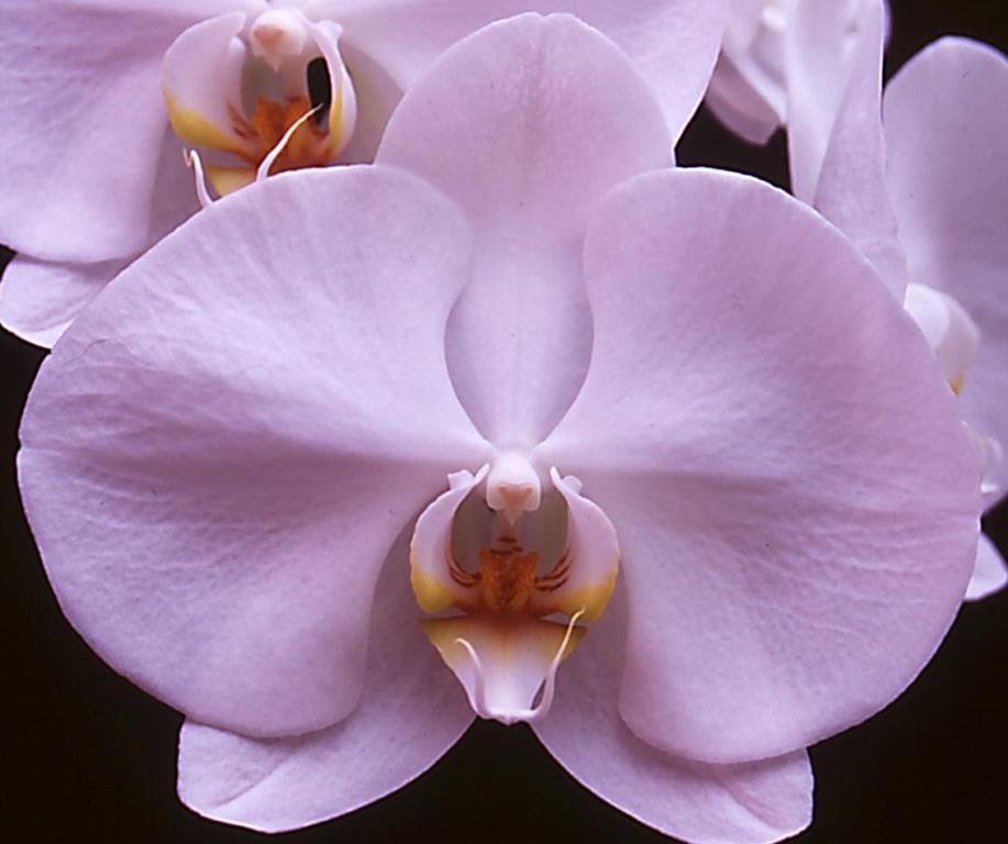 Phalaenopsis Glass Diamond