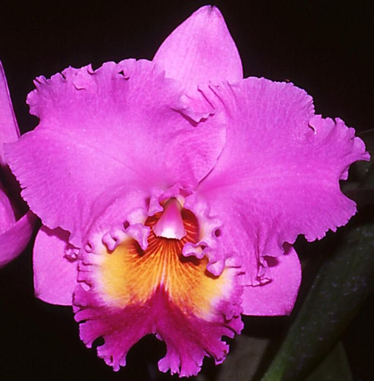 Rhyncholaeliocattleya Burdekin Dream - HCC/AOC