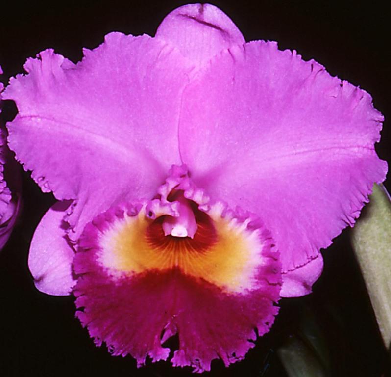 Rhyncholaeliocattleya Burdekin Dream - AM/AOC