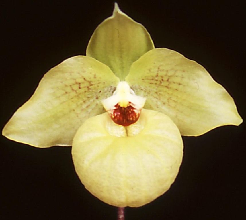 Paphiopedilum Norito Hasegawa - HCC/AOC