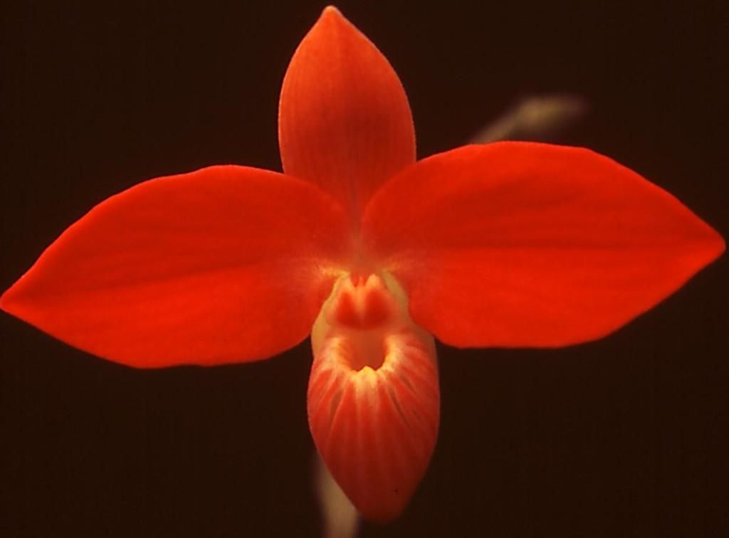 Phragmipedium besseae - AM/AOC