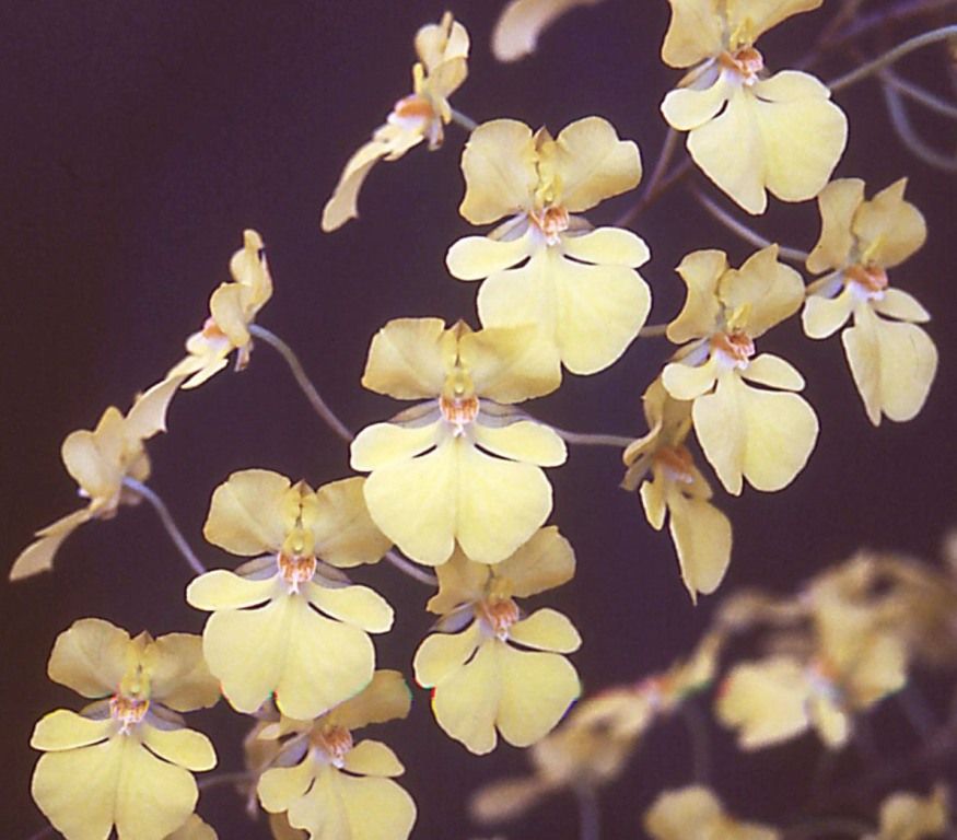 Zelenkoa onusta - ACC/AOC