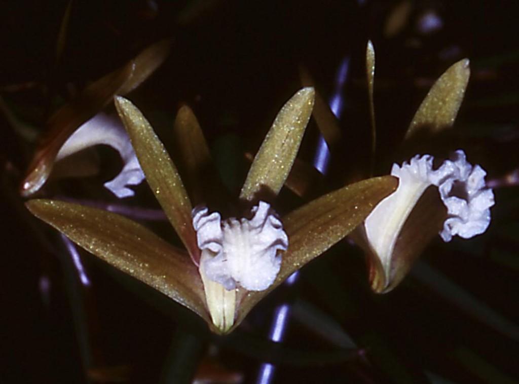 Dendrobium striolatum - HCC/AOC