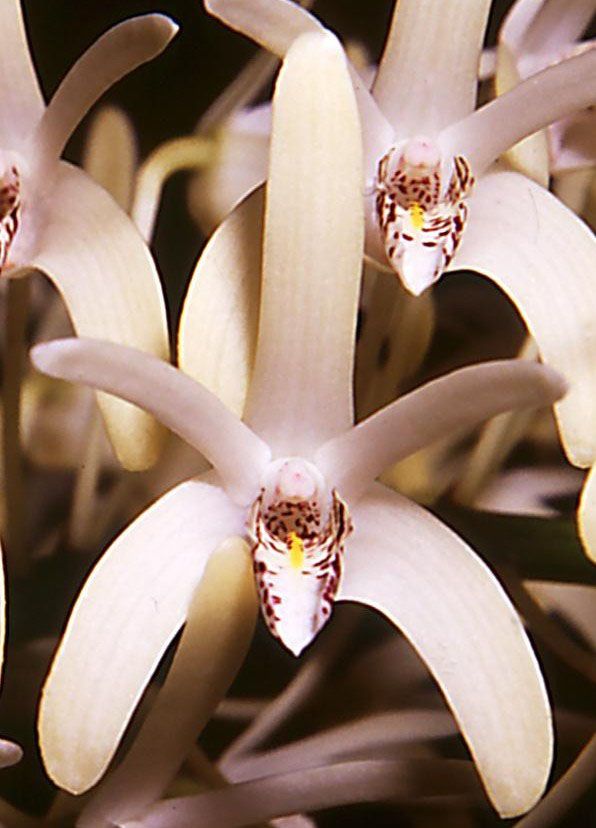 Dendrobium speciosum var. pedunculatum
