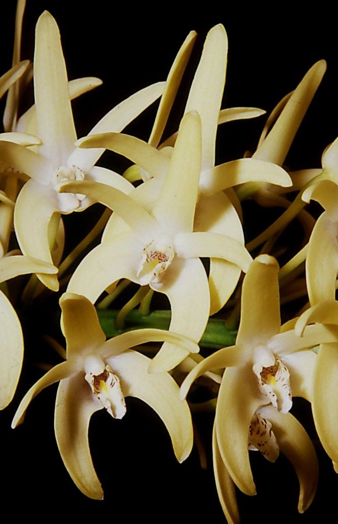 Dendrobium speciosum var. boreale - HCC/AOC