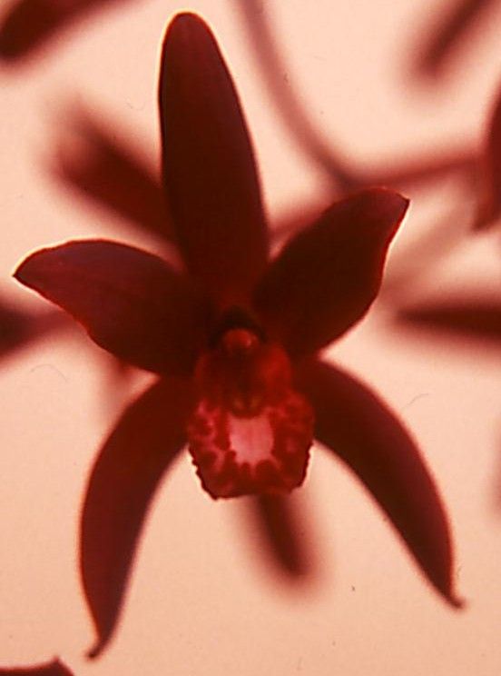 Cym Australian Midnight