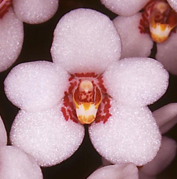 Sarco George Colthup