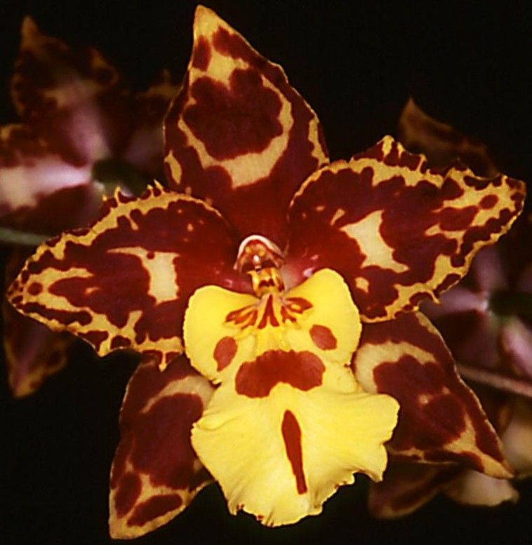 Oncidium Tiger Glow