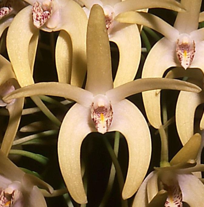Dendrobium speciosum var. curvicaule