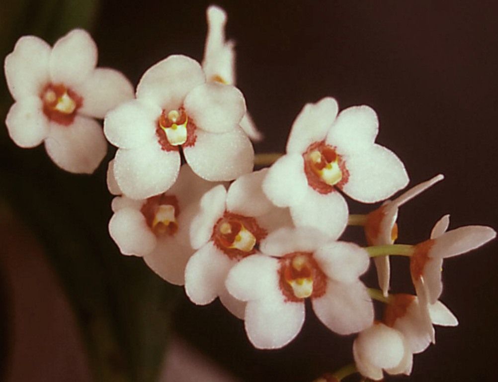 Sarcochilus Melba - HCC/AOC