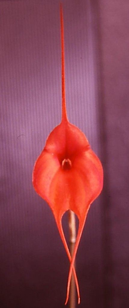 Masdevallia Tom Nasser