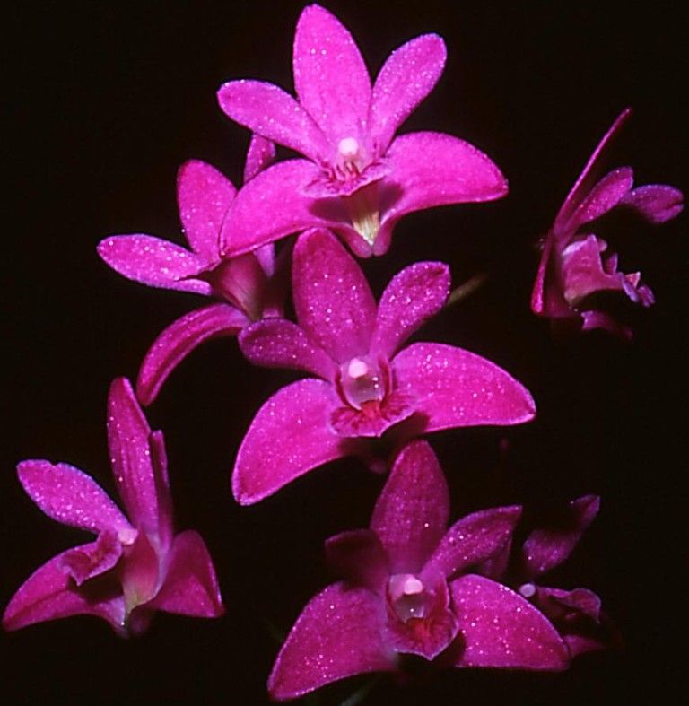 Dendrobium kingianum var. pulcherrimum - HCC/AOC