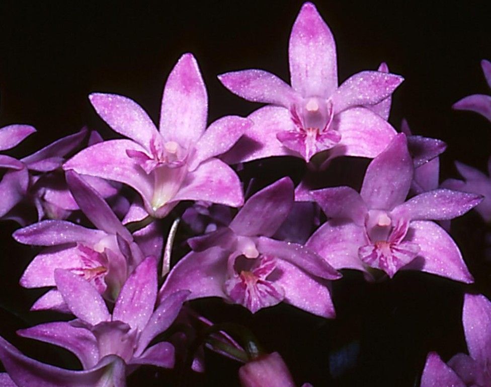Dendrobium kingianum var. pulcherrimum - HCC/AOC