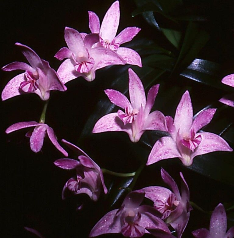 Dendrobium kingianum var. pulcherrimum - HCC/AOC