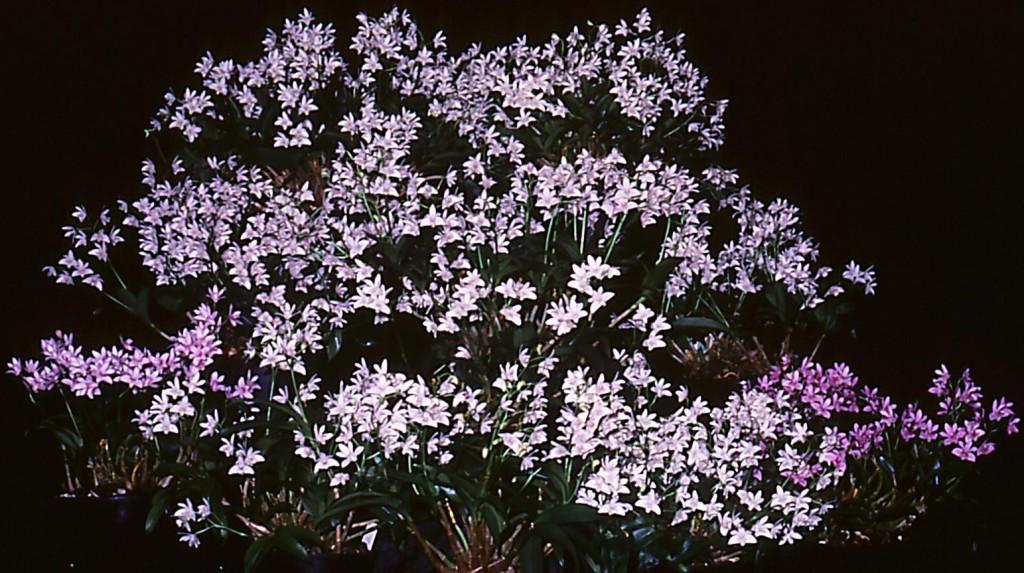 Dendrobium kingianum var. pulcherrimum - ASR/AOC