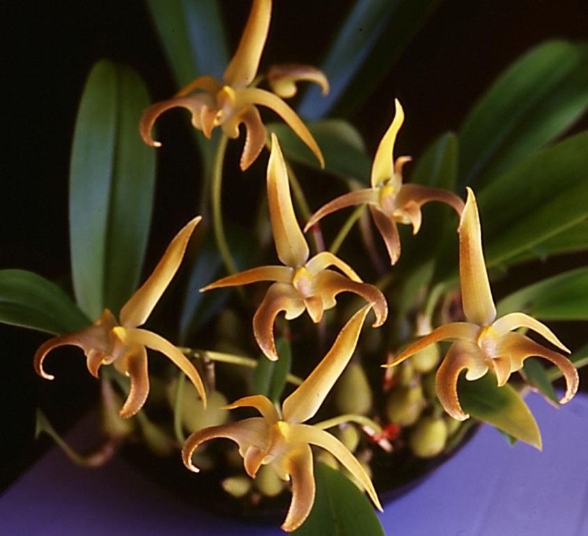 Bulbophyllum lobbii