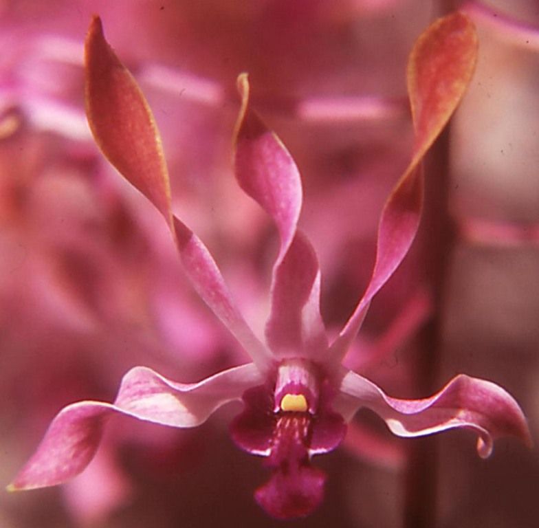 Dendrobium Adrian Lonne - AM/AOC