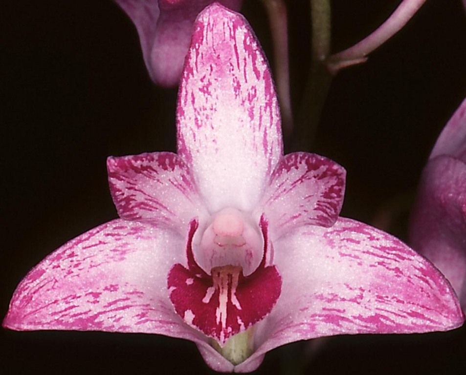 Dendrobium kingianum var. pulcherrimum - AM/AOC