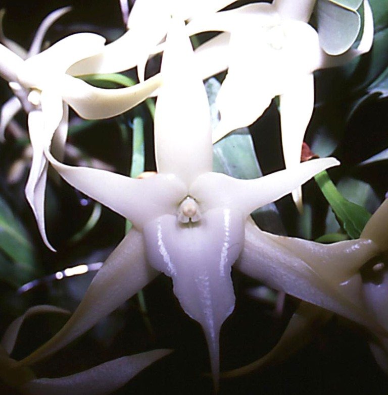 Angraecum sesquipedale var. sesquipedale - AM/AOC
